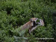 images/renard/renard-14-juin-2012-03 copie.jpg